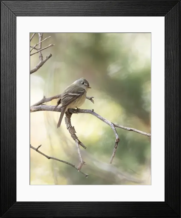 Framed Print : A Hammond's Flycatcher. in Arizona Framed Print : A Hammond's Flycatcher. in Arizona