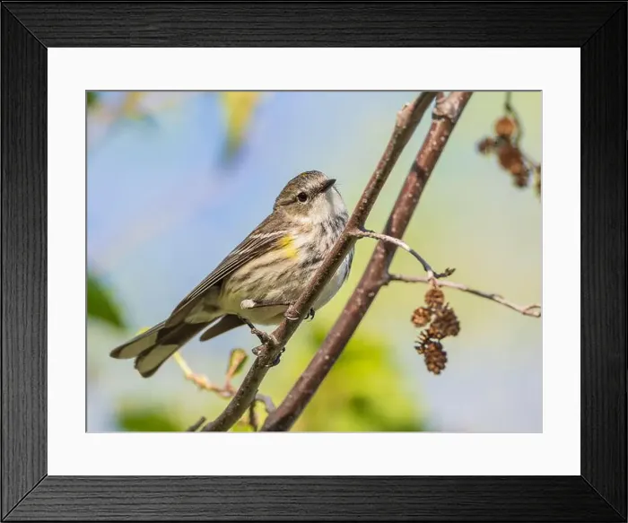 Framed Print : Myrtle Yellow-rumped Warbler in Fairbanks, Alaska Framed Print : Myrtle Yellow-rumped Warbler in Fairbanks, Alaska