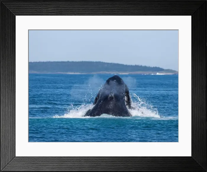 Framed Print : Humpback whale breaching the ocean surface in the Bay of Fundy, Westport, Nova Scotia Framed Print : Humpback whale breaching the ocean surface in the Bay of Fundy, Westport, Nova Scotia