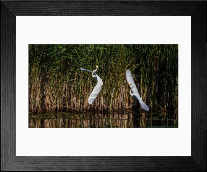 Framed Print : Two fighting Great Egrets, tall Framed Print : Two fighting Great Egrets, tall