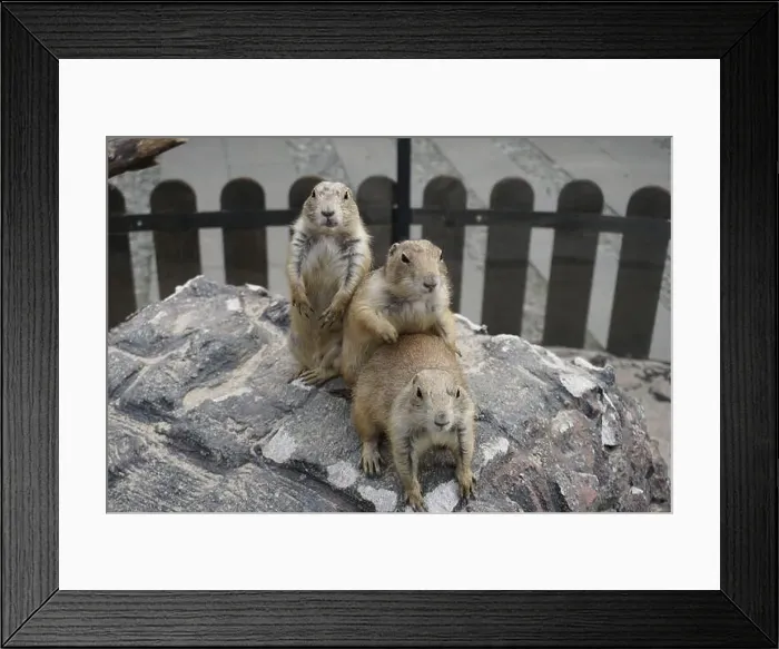 Framed Print : Prairie dogs are small burrowing rodents of the genus Cynomys Framed Print : Prairie dogs are small burrowing rodents of the genus Cynomys