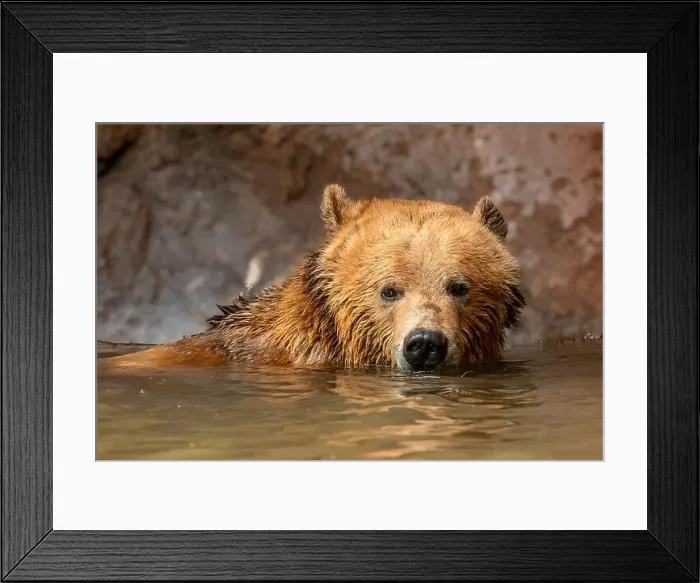 Framed Print : Brown Bears Framed Print : Brown Bears