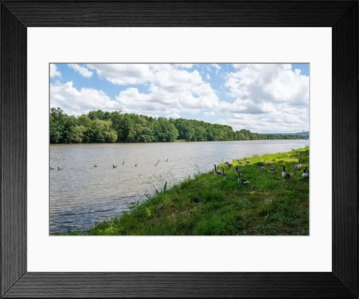 Framed Print : Lots of Canada geese ( Branta canadensis ) on a meadow on the river bank and some swimming in the water Framed Print : Lots of Canada geese ( Branta canadensis ) on a meadow on the river bank and some swimming in the water