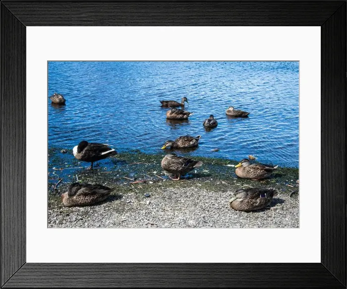 Framed Print : Ducks at Quidi Vidi Lake in St. John's, Newfoundland & Labrador, Canada Framed Print : Ducks at Quidi Vidi Lake in St. John's, Newfoundland & Labrador, Canada