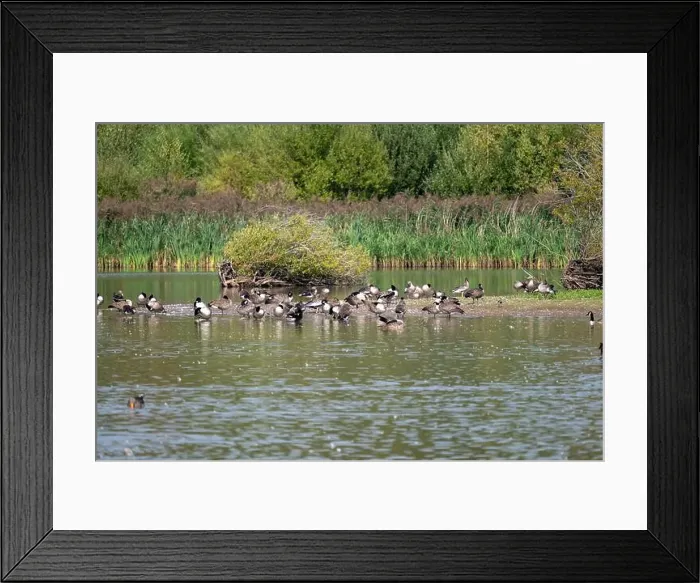 Framed Print : A mixed flock of geese and ducks gathered by the water's edge on a small island in a pool on a nature reserve Framed Print : A mixed flock of geese and ducks gathered by the water's edge on a small island in a pool on a nature reserve