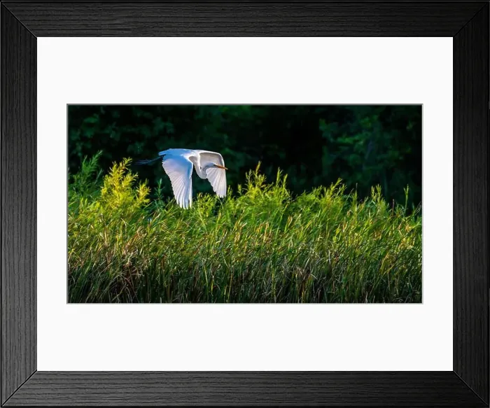 Framed Print : A beautiful great white egret flying over the lake in south Ontario of Canada Framed Print : A beautiful great white egret flying over the lake in south Ontario of Canada