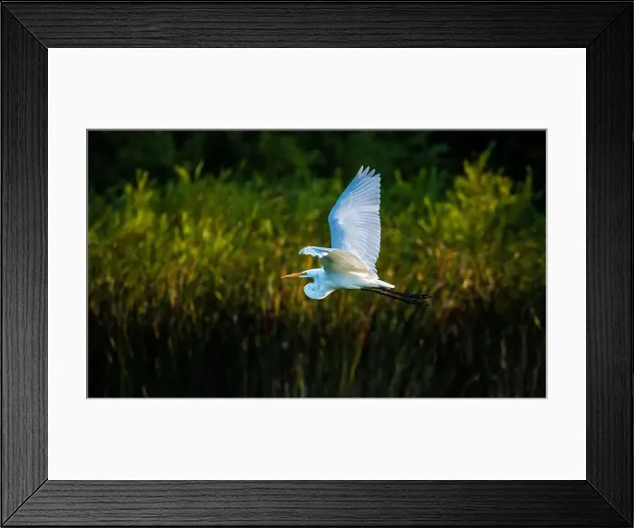 Framed Print : A beautiful great white egret flying over the lake in south Ontario of Canada Framed Print : A beautiful great white egret flying over the lake in south Ontario of Canada