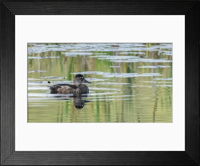 Framed Print : Juvenile female American Black Duck on sunlit water with reflections of grass in a wetland habitat Framed Print : Juvenile female American Black Duck on sunlit water with reflections of grass in a wetland habitat