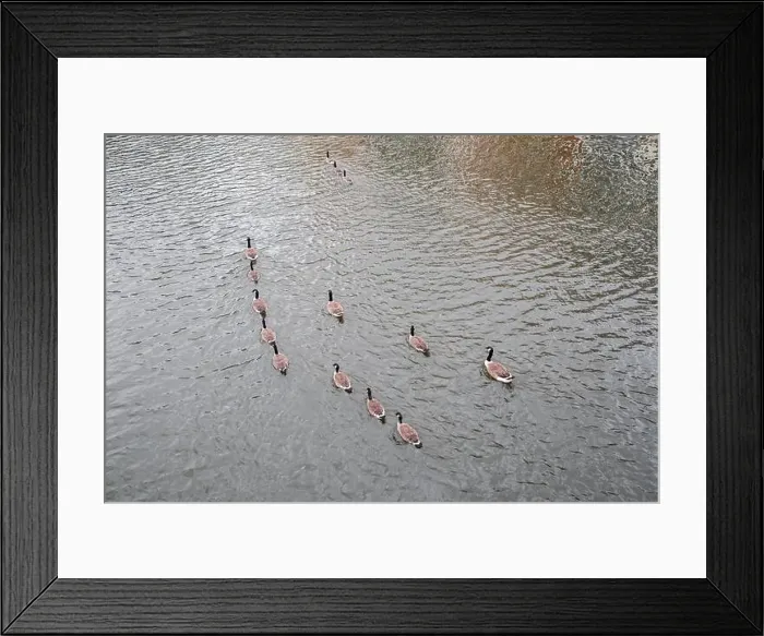 Framed Print : A family of Canada Geese on the river Great Ouse in the county town of Bedford in Bedfordshire, England Framed Print : A family of Canada Geese on the river Great Ouse in the county town of Bedford in Bedfordshire, England