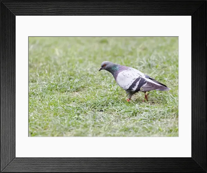 Framed Print : Pigeon looking for insects on a lawn. Montreal, Quebec, Canada Framed Print : Pigeon looking for insects on a lawn. Montreal, Quebec, Canada