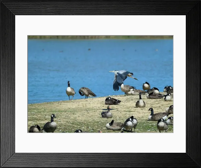 Framed Print : Grey heron flying over wetland with som canada goose on the ground Framed Print : Grey heron flying over wetland with som canada goose on the ground