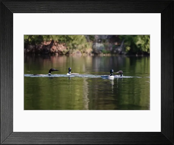 Framed Print : Group of four loons swimming together on lake in Canada on summer day Framed Print : Group of four loons swimming together on lake in Canada on summer day