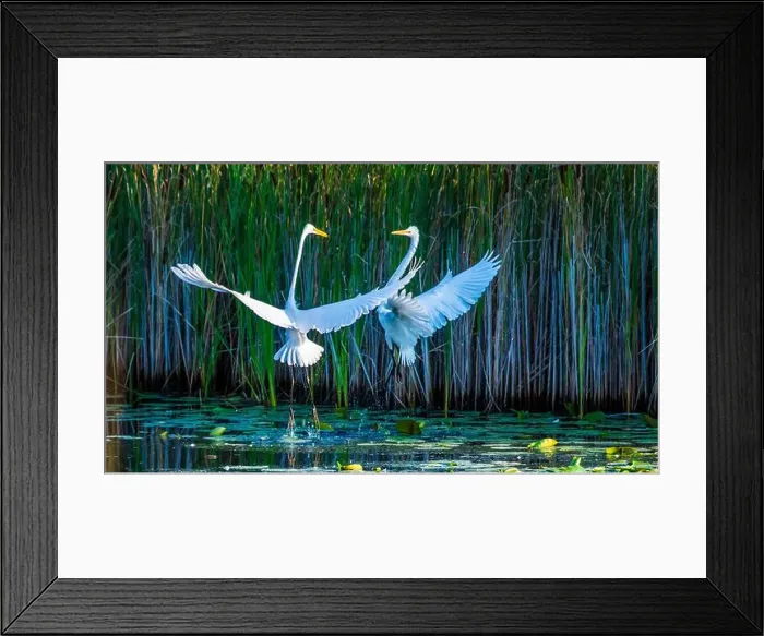 Framed Print : Two fighting Great Egrets, tall Framed Print : Two fighting Great Egrets, tall