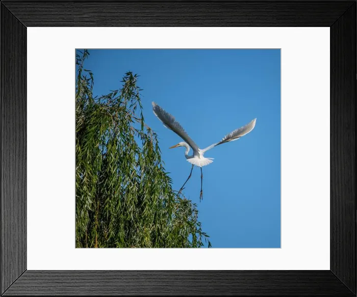 Framed Print : A beautiful great white egret lading on a willow tree in south Ontario of Canada, a closed up bird watching Framed Print : A beautiful great white egret lading on a willow tree in south Ontario of Canada, a closed up bird watching