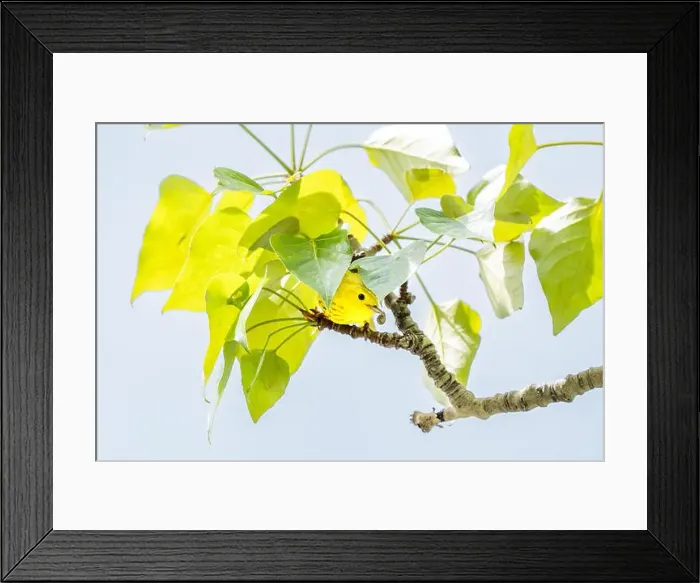 Framed Print : Yellow Warbler standing under leaves with an insect meal at the Inglewood Bird Sanctuary in Calgary Alberta Canada Framed Print : Yellow Warbler standing under leaves with an insect meal at the Inglewood Bird Sanctuary in Calgary Alberta Canada