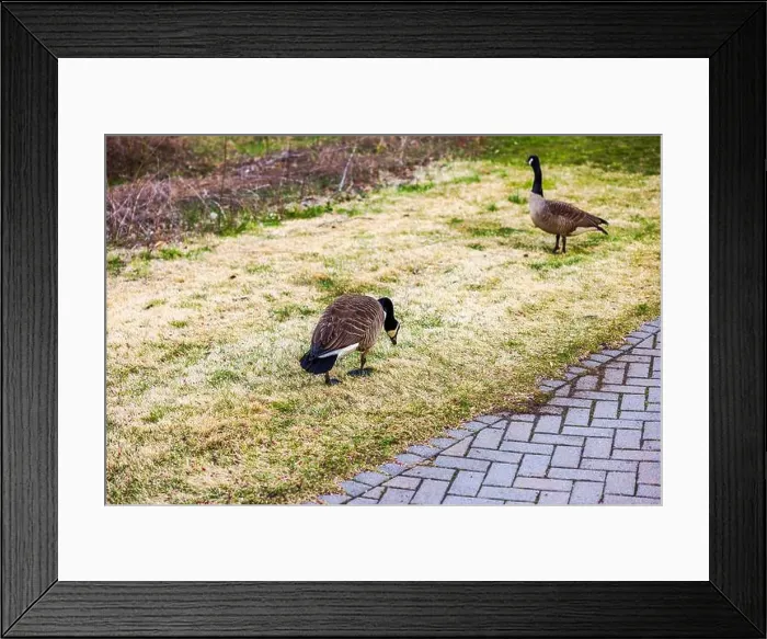 Framed Print : Close up view of two geese on yellow-green lawn beside paved walkway in park on spring day. USA Framed Print : Close up view of two geese on yellow-green lawn beside paved walkway in park on spring day. USA