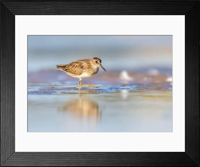 Framed Print : Least Sandpiper in autumn migration Framed Print : Least Sandpiper in autumn migration