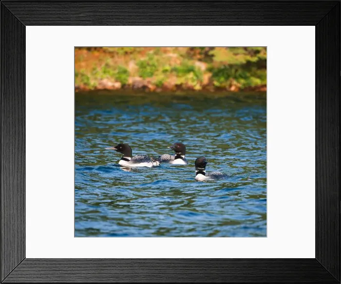 Framed Print : Group of three loon birds floating on lake in Canada together Framed Print : Group of three loon birds floating on lake in Canada together