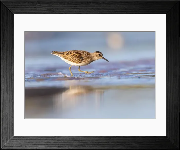 Framed Print : Least Sandpiper in autumn migration Framed Print : Least Sandpiper in autumn migration
