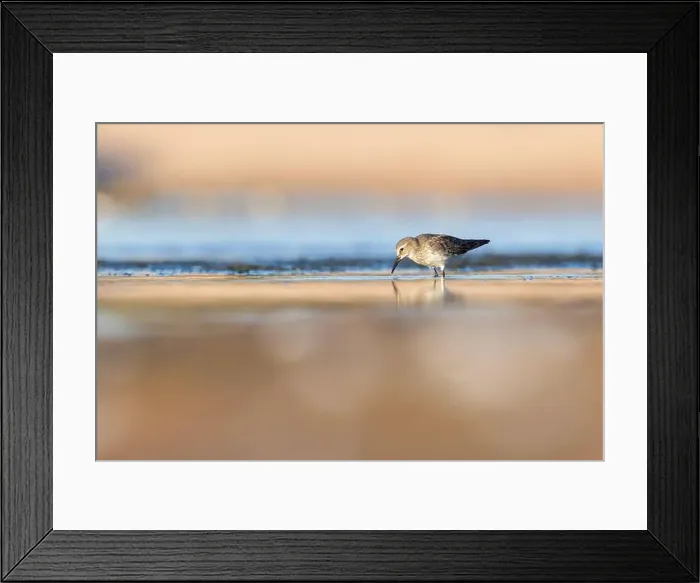 Framed Print : Least Sandpiper in autumn migration Framed Print : Least Sandpiper in autumn migration