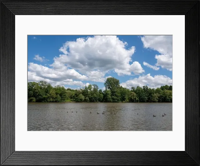 Framed Print : Many Canada geese ( Branta canadensis ) swimming in the water near the river bank with blue sky and clouds
