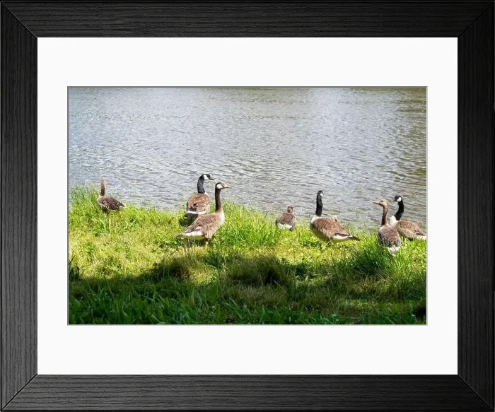 Framed Print : Many Canada geese ( Branta canadensis ) in the green grass in the wild, on the bank of a river Framed Print : Many Canada geese ( Branta canadensis ) in the green grass in the wild, on the bank of a river