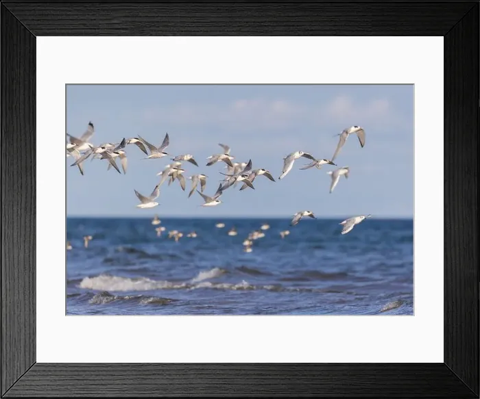 Framed Print : common tern (Sterna hirundo) in summer Framed Print : common tern (Sterna hirundo) in summer