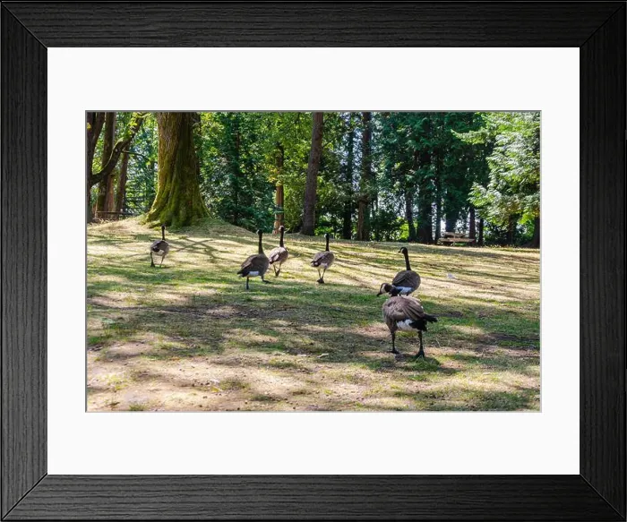 Framed Print : Canadian geese in Stanley Park, Vancouver, British Columbia, Canada Framed Print : Canadian geese in Stanley Park, Vancouver, British Columbia, Canada
