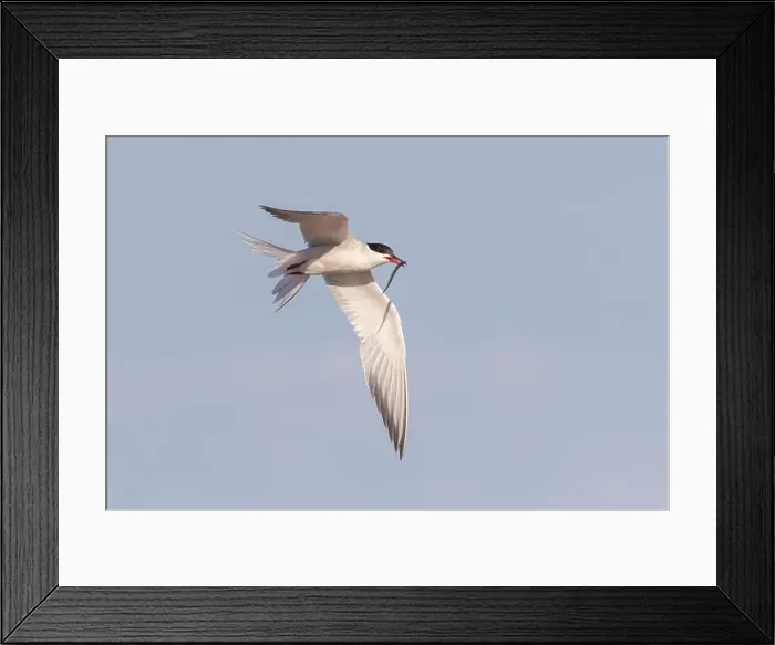 Framed Print : common tern (Sterna hirundo) in summer Framed Print : common tern (Sterna hirundo) in summer