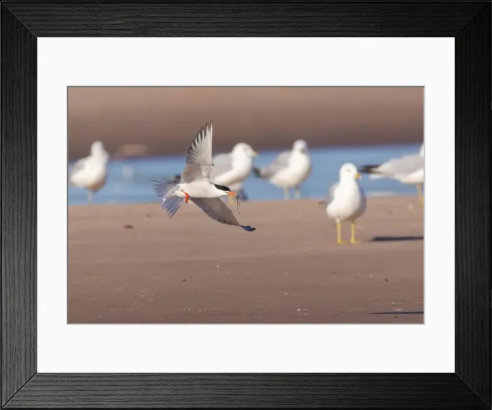 Framed Print : common tern (Sterna hirundo) in summer Framed Print : common tern (Sterna hirundo) in summer