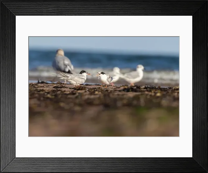 Framed Print : common tern (Sterna hirundo) in summer Framed Print : common tern (Sterna hirundo) in summer