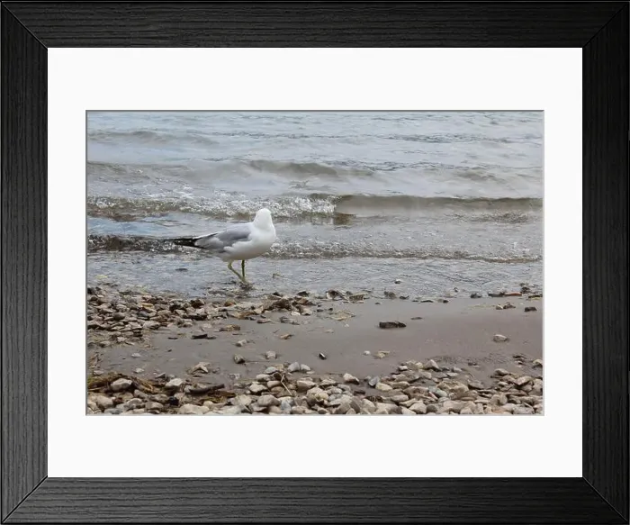 Framed Print : A lone seagull standing on the Lake Minnewanka Beach, Canada (7 / 29 / 24) Framed Print : A lone seagull standing on the Lake Minnewanka Beach, Canada (7 / 29 / 24)