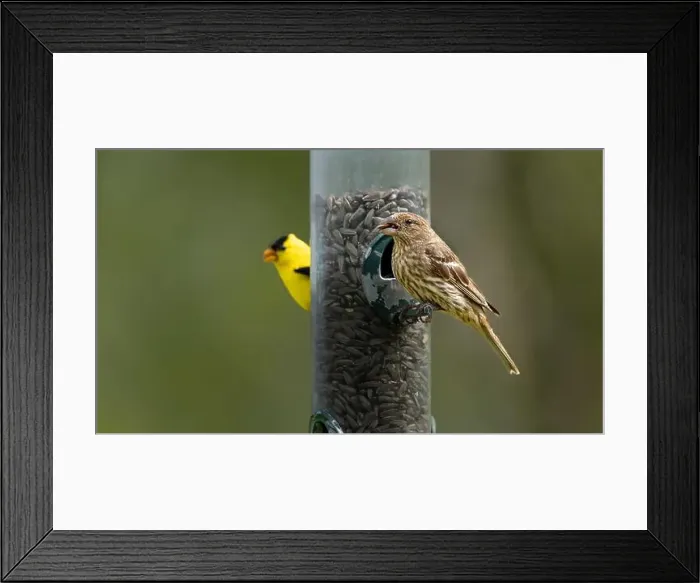 Framed Print : House finch and goldfinch at a bird feeder at FortWhyte Alive, Winnipeg, Manitoba, Canada Framed Print : House finch and goldfinch at a bird feeder at FortWhyte Alive, Winnipeg, Manitoba, Canada