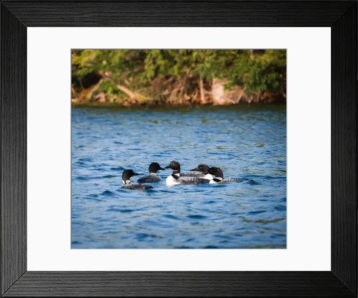 Framed Print : Group of five loons swimming together on lake in Canada on summer day Framed Print : Group of five loons swimming together on lake in Canada on summer day