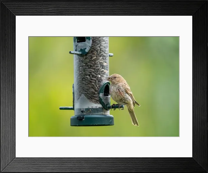 Framed Print : House finch at a bird feeder at FortWhyte Alive, Winnipeg, Manitoba, Canada Framed Print : House finch at a bird feeder at FortWhyte Alive, Winnipeg, Manitoba, Canada