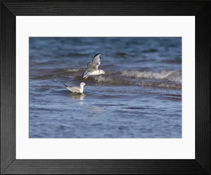 Framed Print : The Bonaparte's gull (Chroicocephalus philadelphia) Framed Print : The Bonaparte's gull (Chroicocephalus philadelphia)