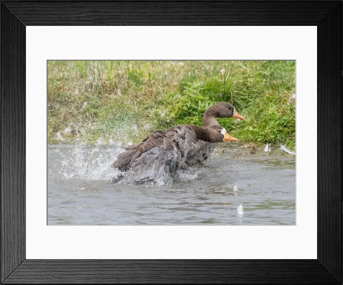 Framed Print : Geese splashing in the water Framed Print : Geese splashing in the water