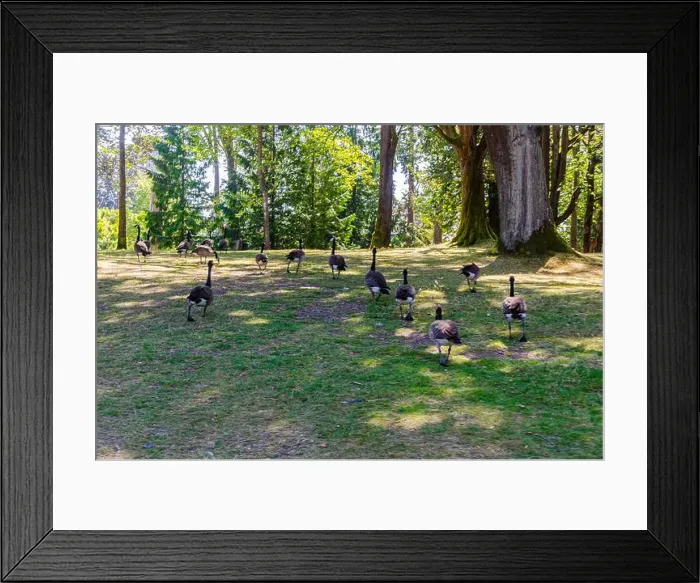 Framed Print : Canadian geese in Stanley Park, Vancouver, British Columbia, Canada Framed Print : Canadian geese in Stanley Park, Vancouver, British Columbia, Canada