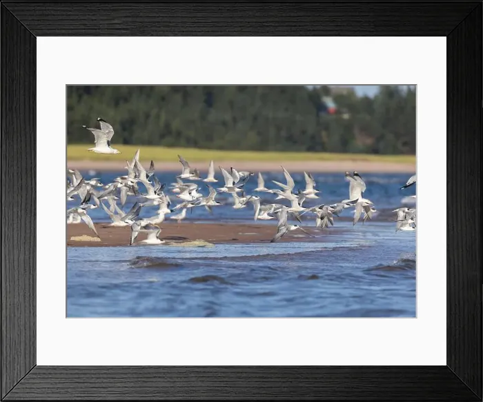 Framed Print : common tern (Sterna hirundo) in summer Framed Print : common tern (Sterna hirundo) in summer