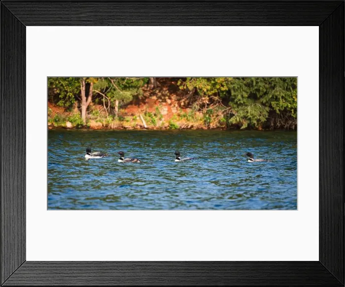 Framed Print : Group of four juvenile loon birds floating on lake in Canada together Framed Print : Group of four juvenile loon birds floating on lake in Canada together