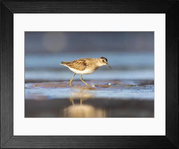 Framed Print : Least Sandpiper in autumn migration Framed Print : Least Sandpiper in autumn migration