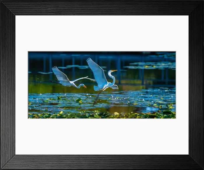 Framed Print : Two fighting Great Egrets, tall Framed Print : Two fighting Great Egrets, tall