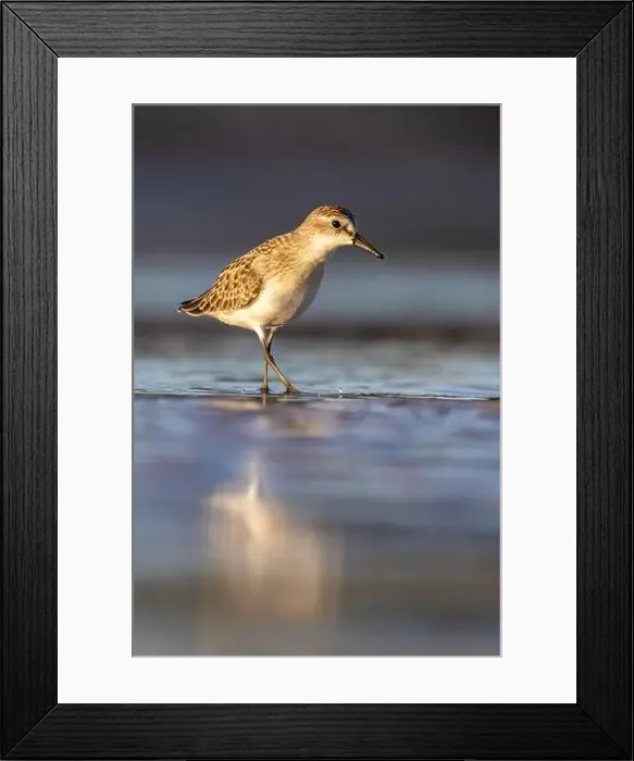 Framed Print : Least Sandpiper in autumn migration Framed Print : Least Sandpiper in autumn migration