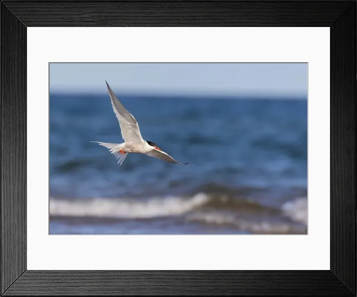 Framed Print : common tern (Sterna hirundo) in summer Framed Print : common tern (Sterna hirundo) in summer