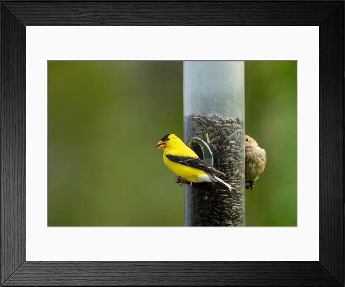 Framed Print : An American goldfinch at a bird feeder at FortWhyte Alive, Winnipeg, Manitoba, Canada Framed Print : An American goldfinch at a bird feeder at FortWhyte Alive, Winnipeg, Manitoba, Canada