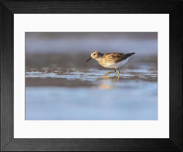 Framed Print : Least Sandpiper in autumn migration Framed Print : Least Sandpiper in autumn migration