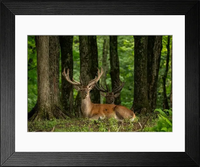Framed Print : Two stags lying down in the forest, looking away. Natural wildlife reserve, Ottawa, Canada. High quality photo