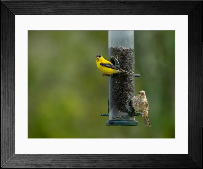 Framed Print : An American goldfinch at a bird feeder at FortWhyte Alive, Winnipeg, Manitoba, Canada Framed Print : An American goldfinch at a bird feeder at FortWhyte Alive, Winnipeg, Manitoba, Canada
