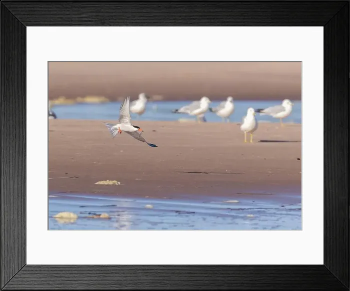 Framed Print : common tern (Sterna hirundo) in summer Framed Print : common tern (Sterna hirundo) in summer