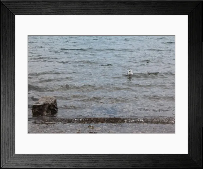 Framed Print : A lone seagull swimming near the Lake Minnewanka Beach, Canada (7 / 29 / 24) Framed Print : A lone seagull swimming near the Lake Minnewanka Beach, Canada (7 / 29 / 24)